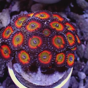 Зоантарии разные (зоантусы, палитоя…)/Zoanthiniaria Gen.sp.